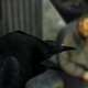 Illustration for article titled The Lighthouse is a potent reminder that birds are terrifying